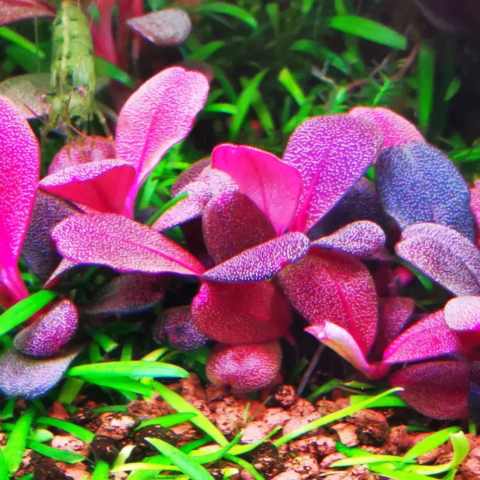 About bucephalandra which the seller never tells