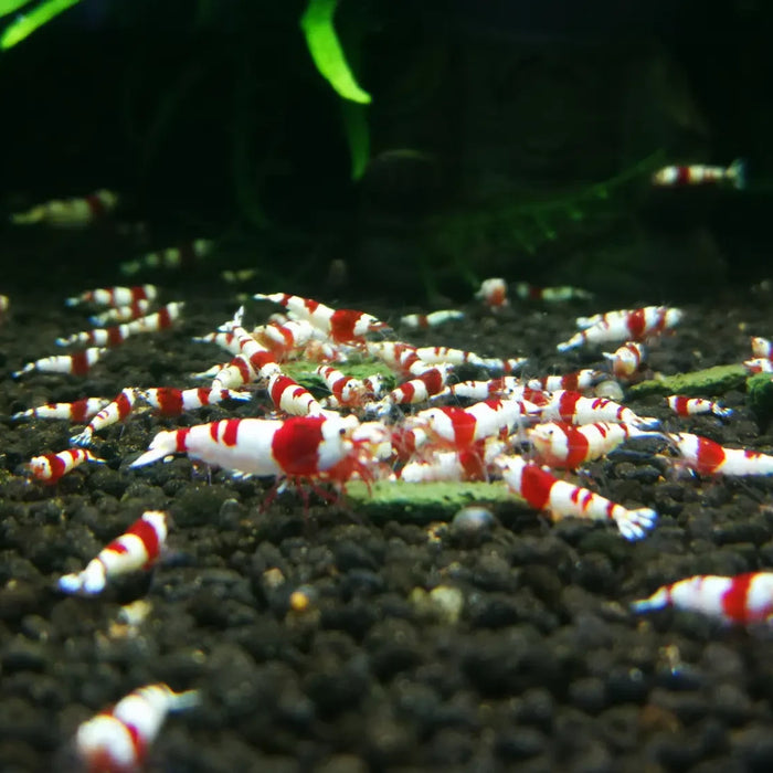 Crystal shrimp tank setup guide