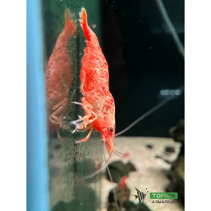 24k sunkist shrimp - livestock