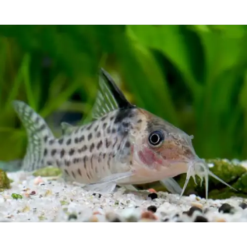 Agassiz’s catfish/netted cory - animals & pet supplies