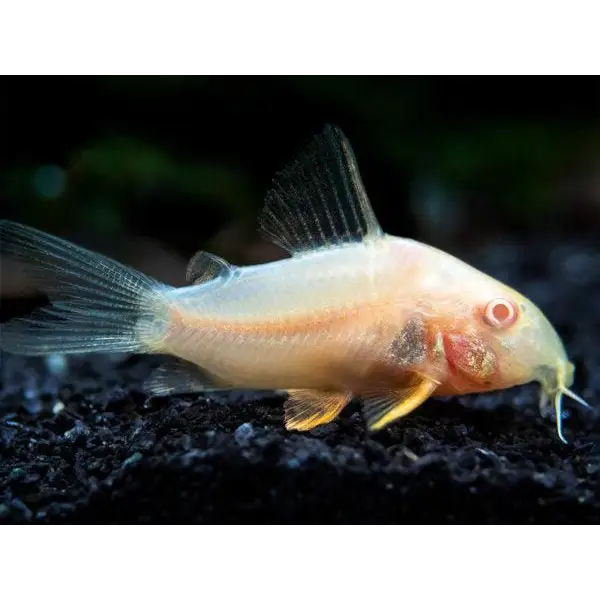 Albino corydoras sterbai animals & pet supplies