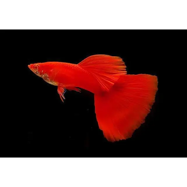 Albino full red guppy - livestock