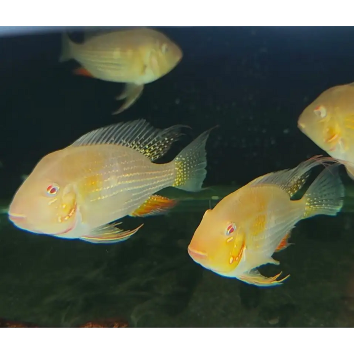 Albino heckelii geophagus single ~ 7cm livestock