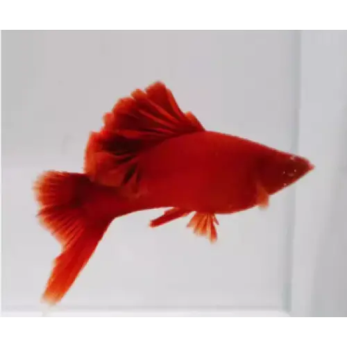 Albino red cauliflower swordtail - livestock