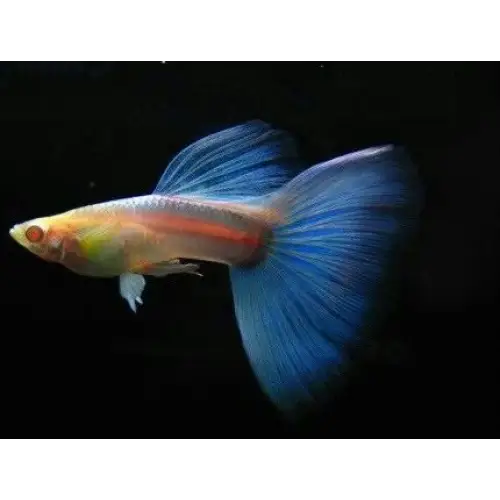 Albino sky blue guppy - livestock