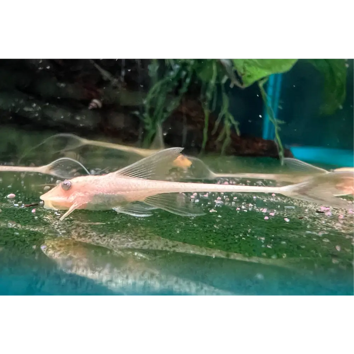Albino whiptail catfish livestock