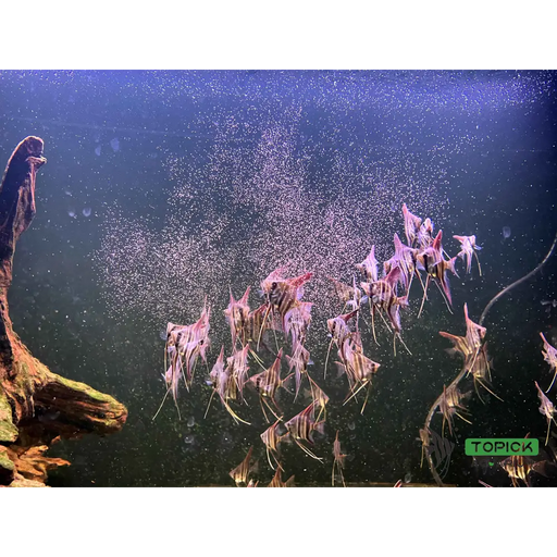Altum angelfish - livestock
