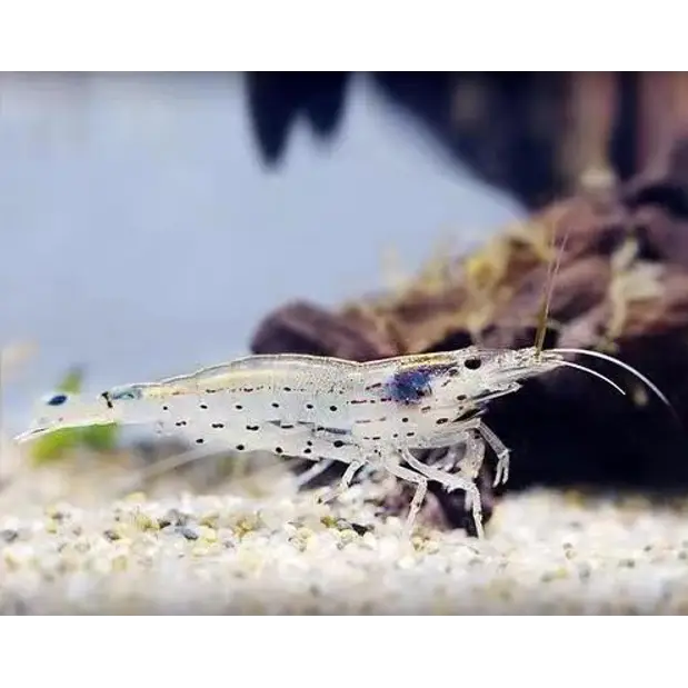 Amano shrimp - livestock