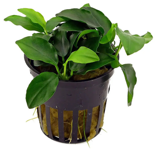 Anubias barteri ’petite’ - pot