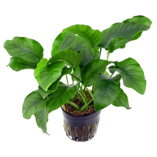 Anubias barteri sp. Barteri