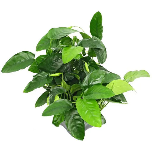 Anubias barteri var. Nana