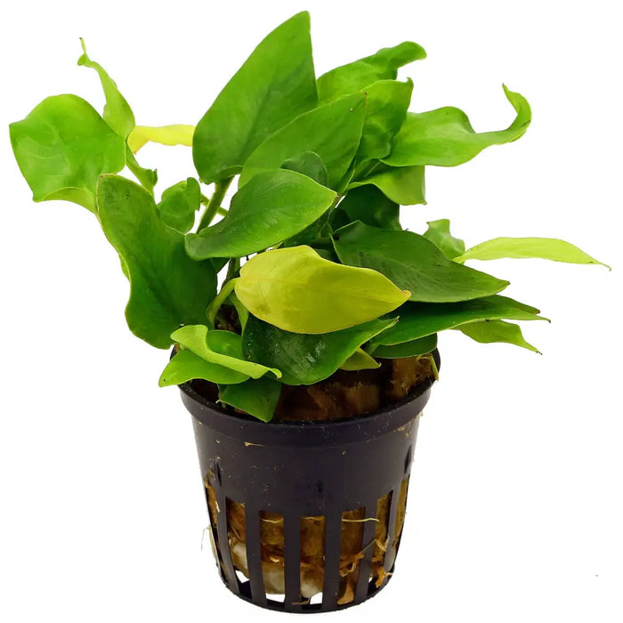Anubias barteri var. Nana ’golden’