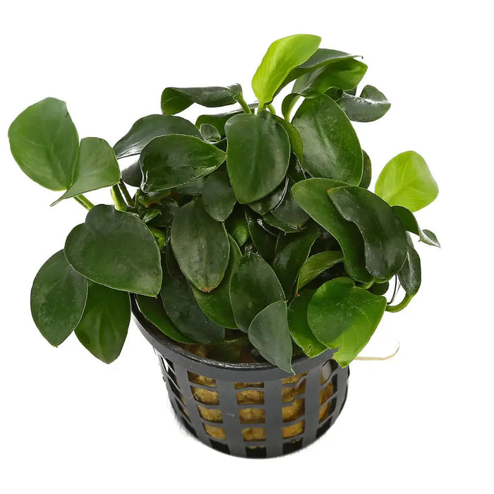 Anubias barteri var. Nana ’mini’ pot