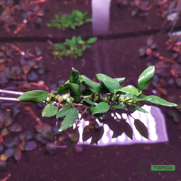 Anubias pangolino - loose portion