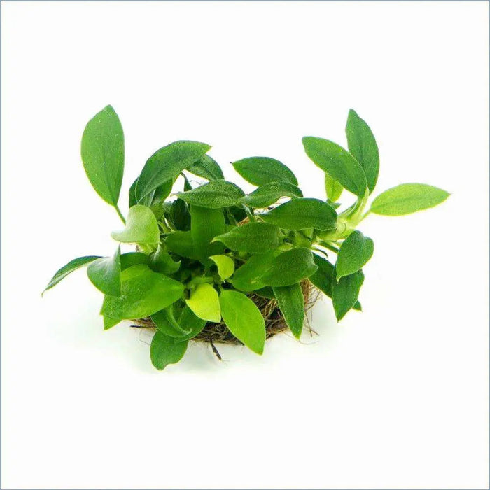 Anubias pangolino - loose portion