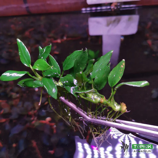 Anubias pangolino - loose portion