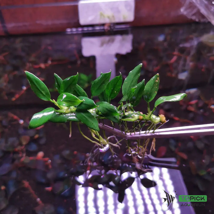 Anubias pangolino - loose portion