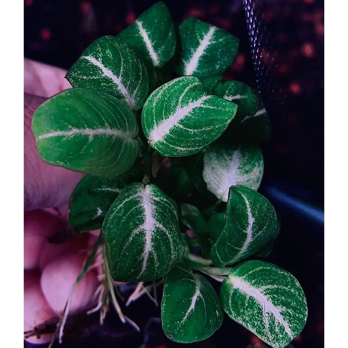 Anubias stardust loose portion