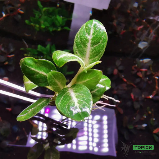 Anubias stardust loose portion