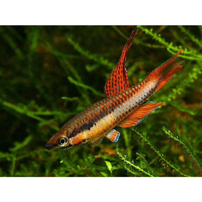 Aphyosemion bivitatum-lagos - pair