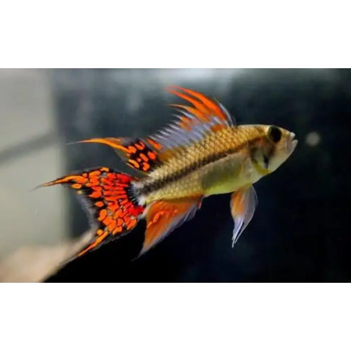 Apistogramma double red cockatoo 1 fish livestock