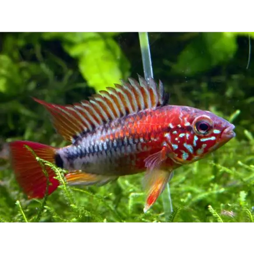 Apistogramma macmasteri livestock