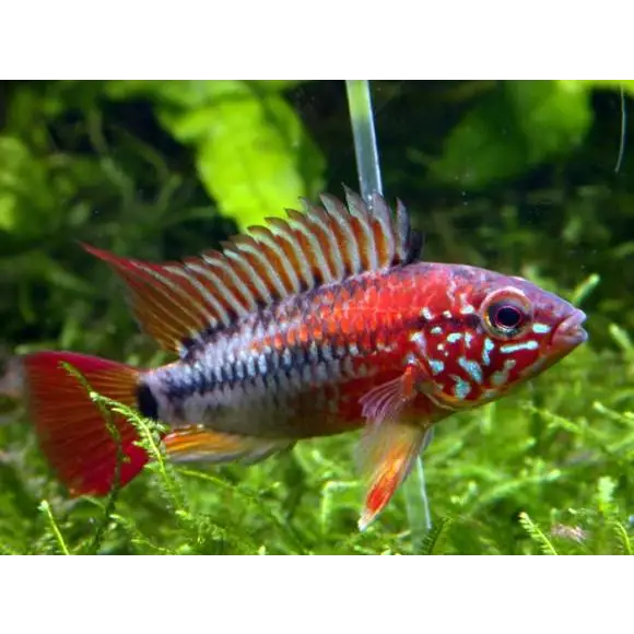 Apistogramma macmasteri livestock