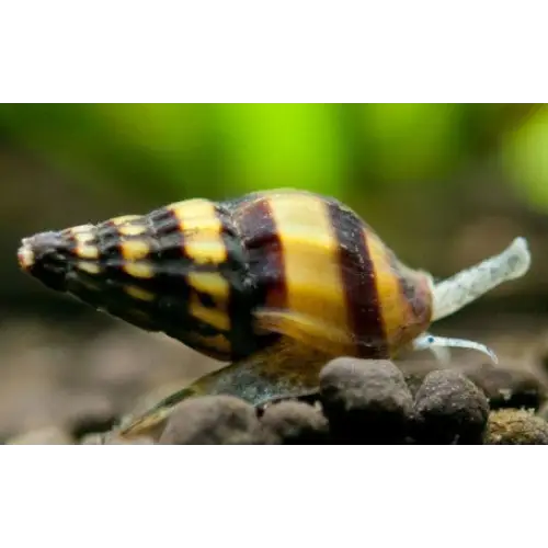 Assassin snail - livestock