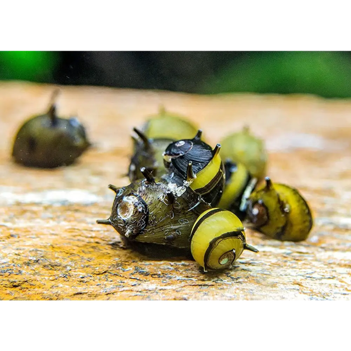 Assorted horned nerite snail - livestock