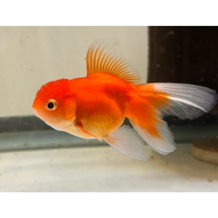 Assorted oranda 6 7cm
