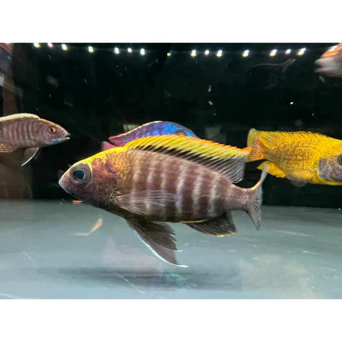 Aulonocara maylandi show male (8 10cm)