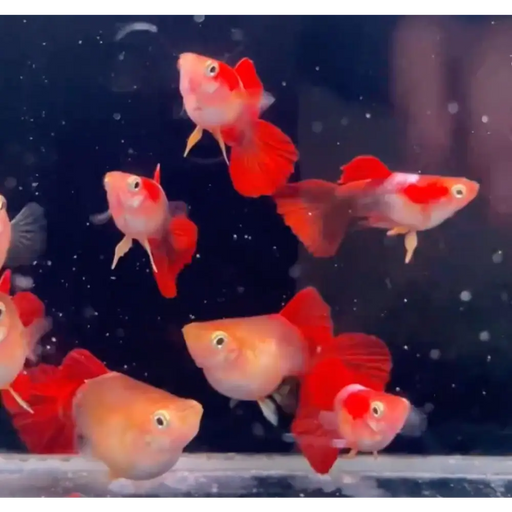 Balloon golden red guppy - pair - livestock