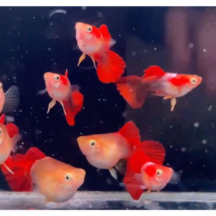 Balloon golden red guppy - pair - livestock