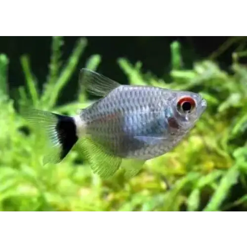 Balloon red eye tetra livestock