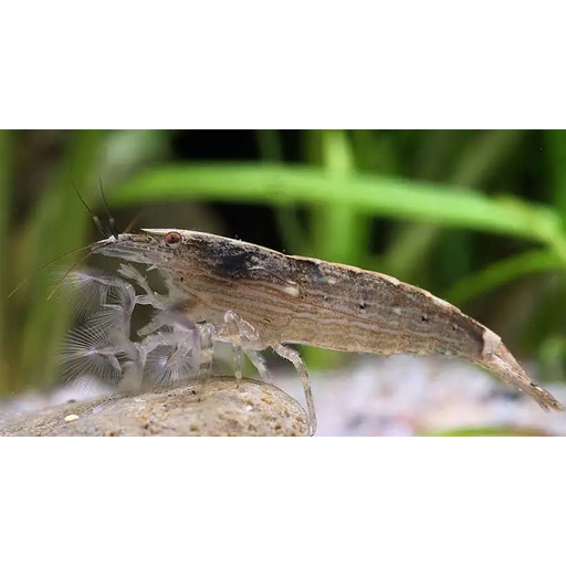 Bamboo shrimp - livestock