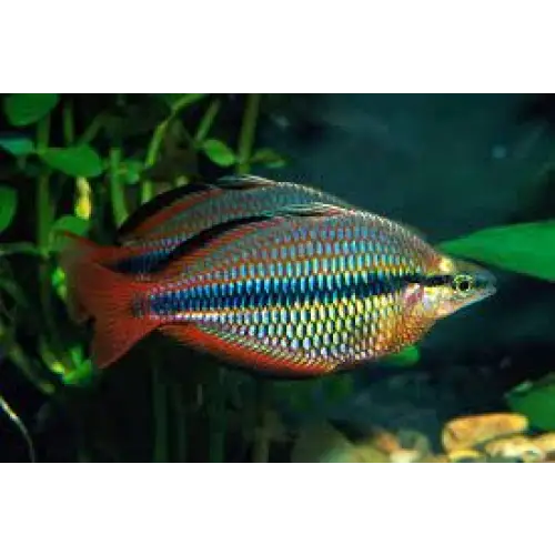 Banded rainbowfish livestock