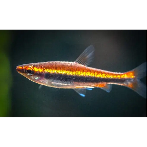 Beckford’s red pencilfish - livestock