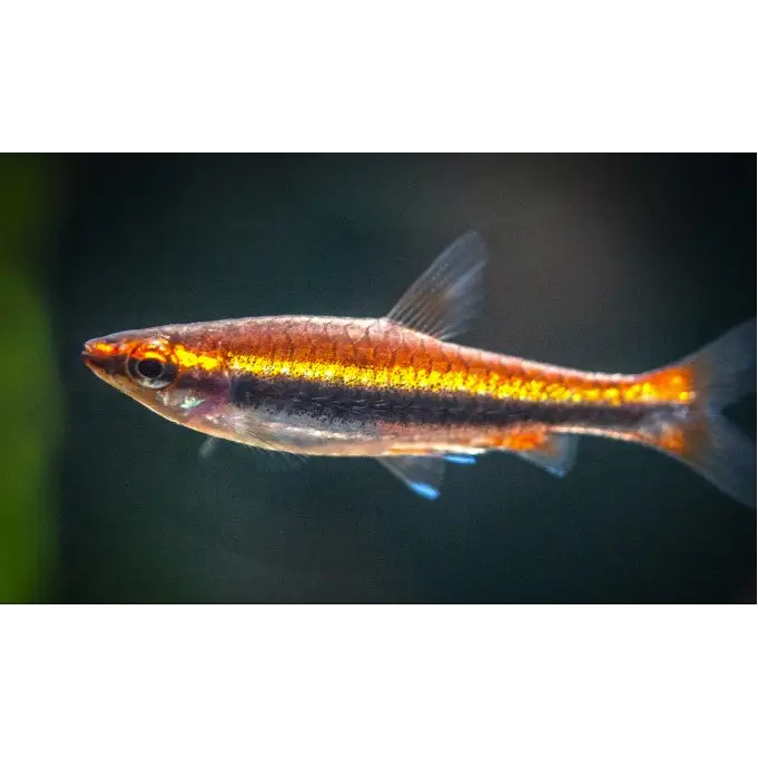 Beckford’s red pencilfish livestock
