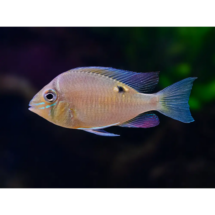 Biotodoma cupido cichlid - single fish - livestock