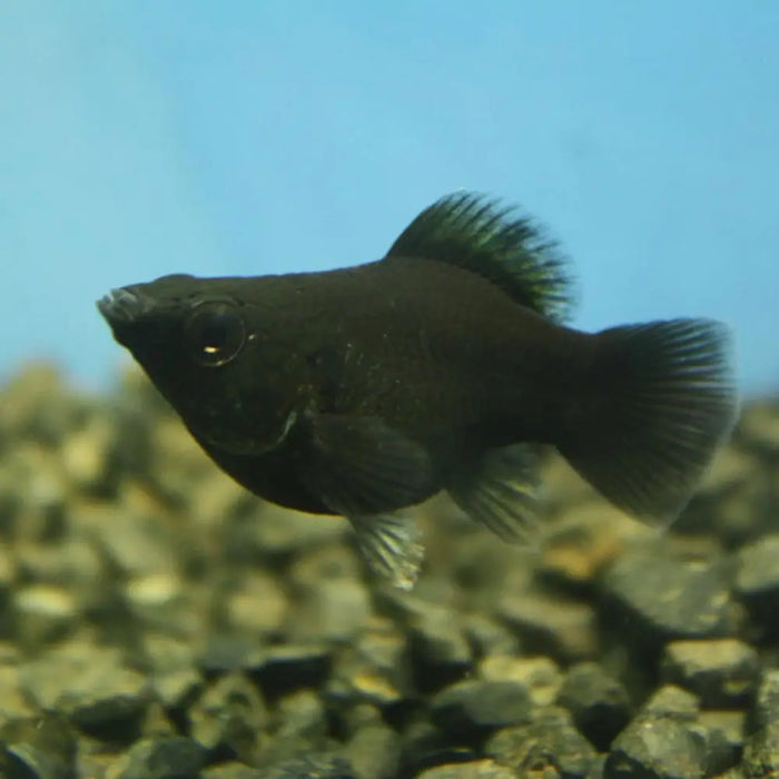 Black balloon molly livestock