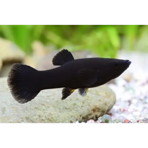 Black molly livestock
