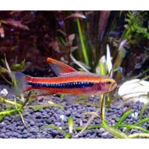 Black morpho tetra livestock
