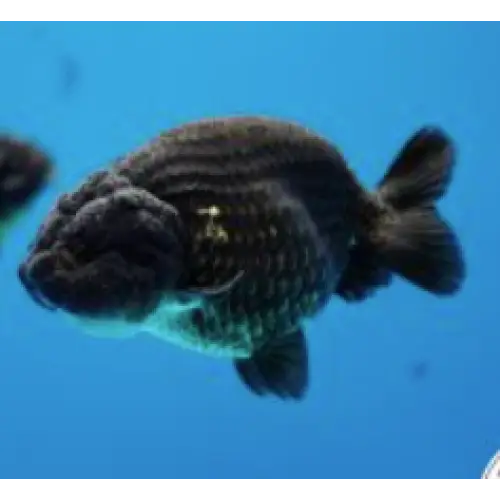 Black ranchu 8 11cm
