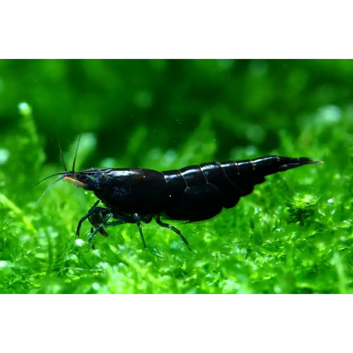 Black rose shrimp - livestock