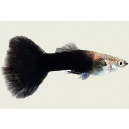 Black tail guppy livestock