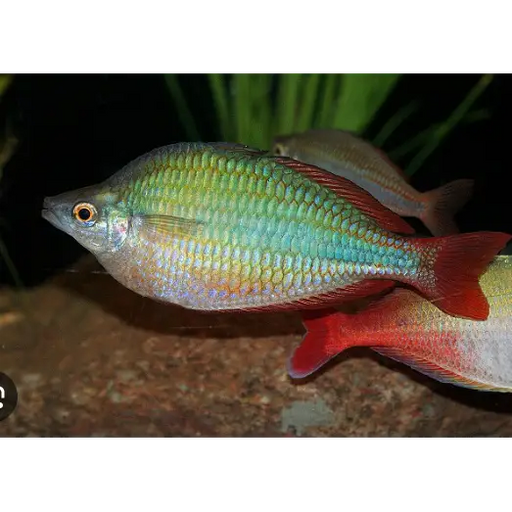 Bleher’s rainbowfish - livestock