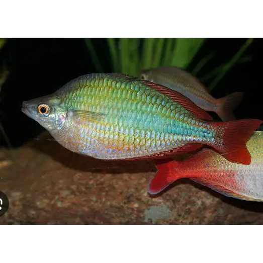 Bleher’s rainbowfish livestock