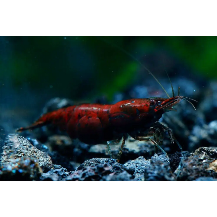 Bloody mary shrimp - livestock