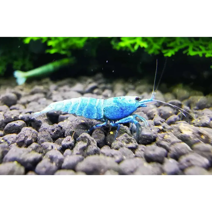 Blue bolt shrimp - mix grade - livestock