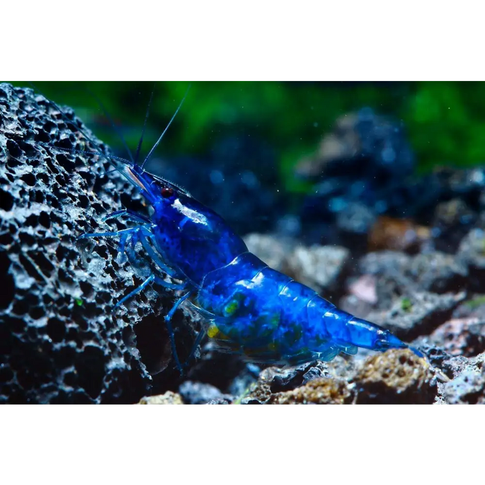 Blue diamond shrimp - livestock